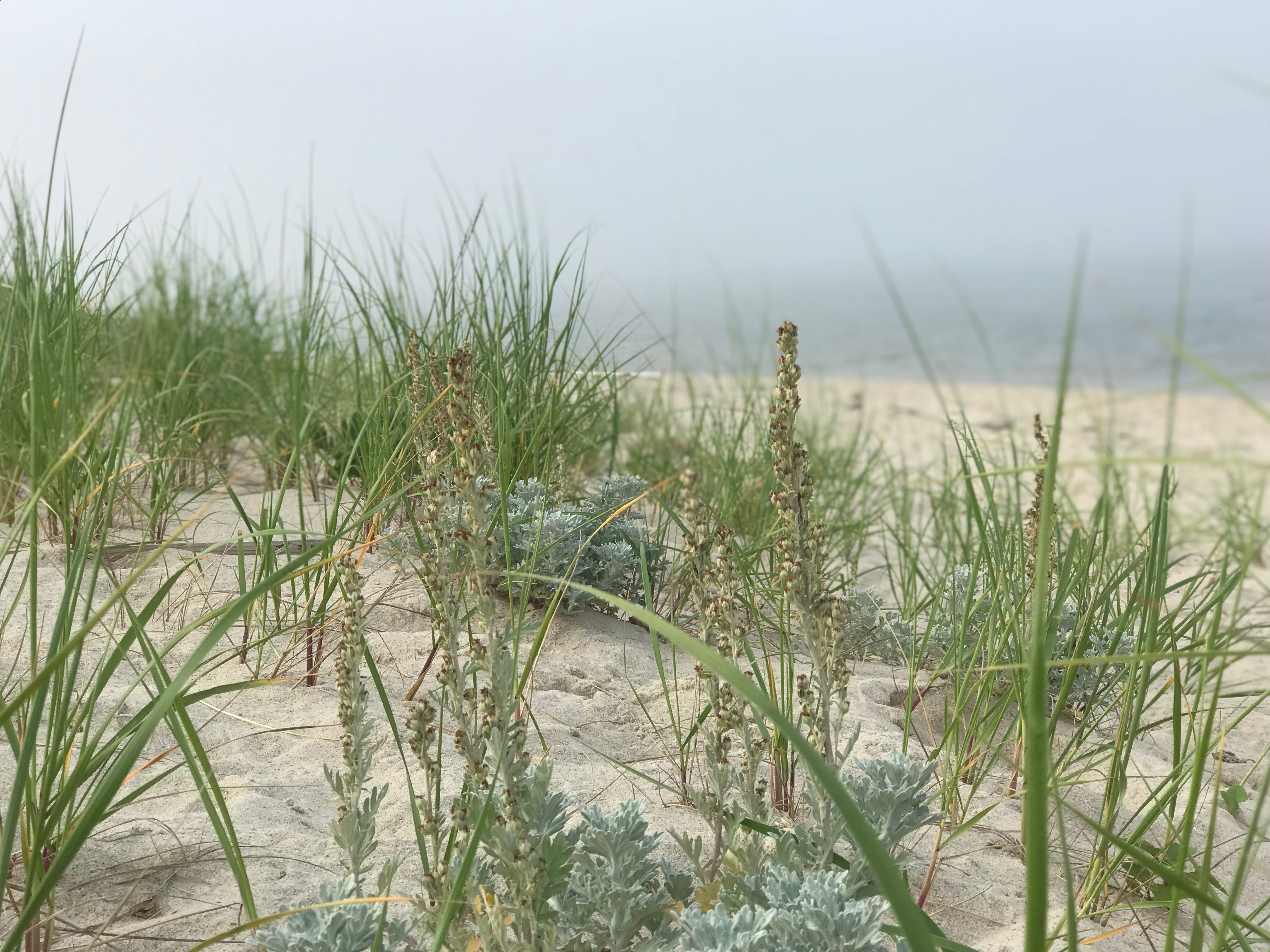 Dunes at the beach